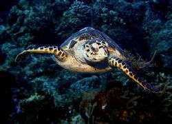 "Surfs up Dude!!!! This image was taken in Cozumel. The p... by Steven Anderson 